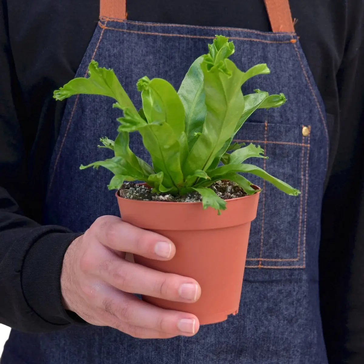 Bird’s Nest ’Leslie’ Fern - House Plant Shop