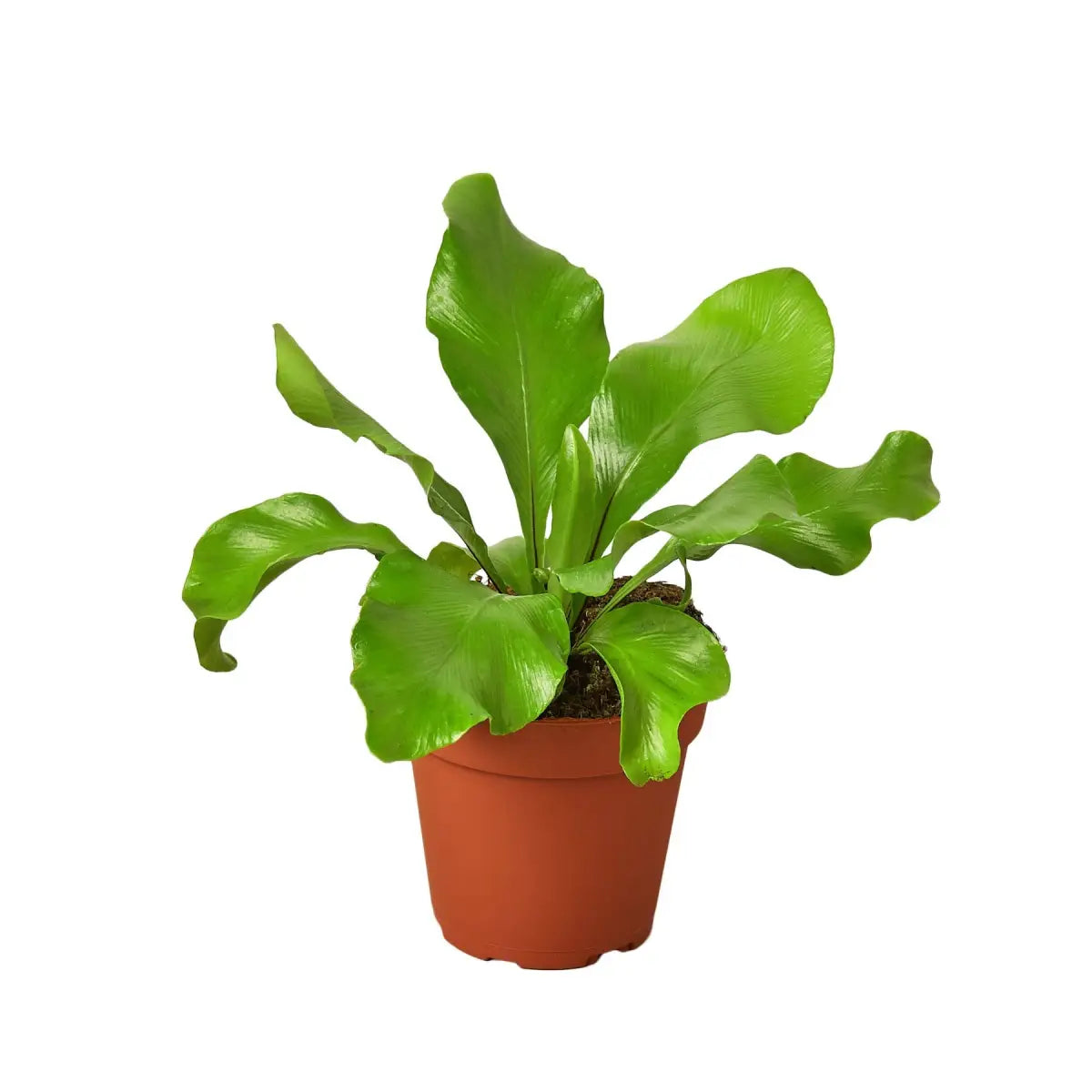 Bird’s Nest Plant - ’Nidus’ Fern - House Plant Shop