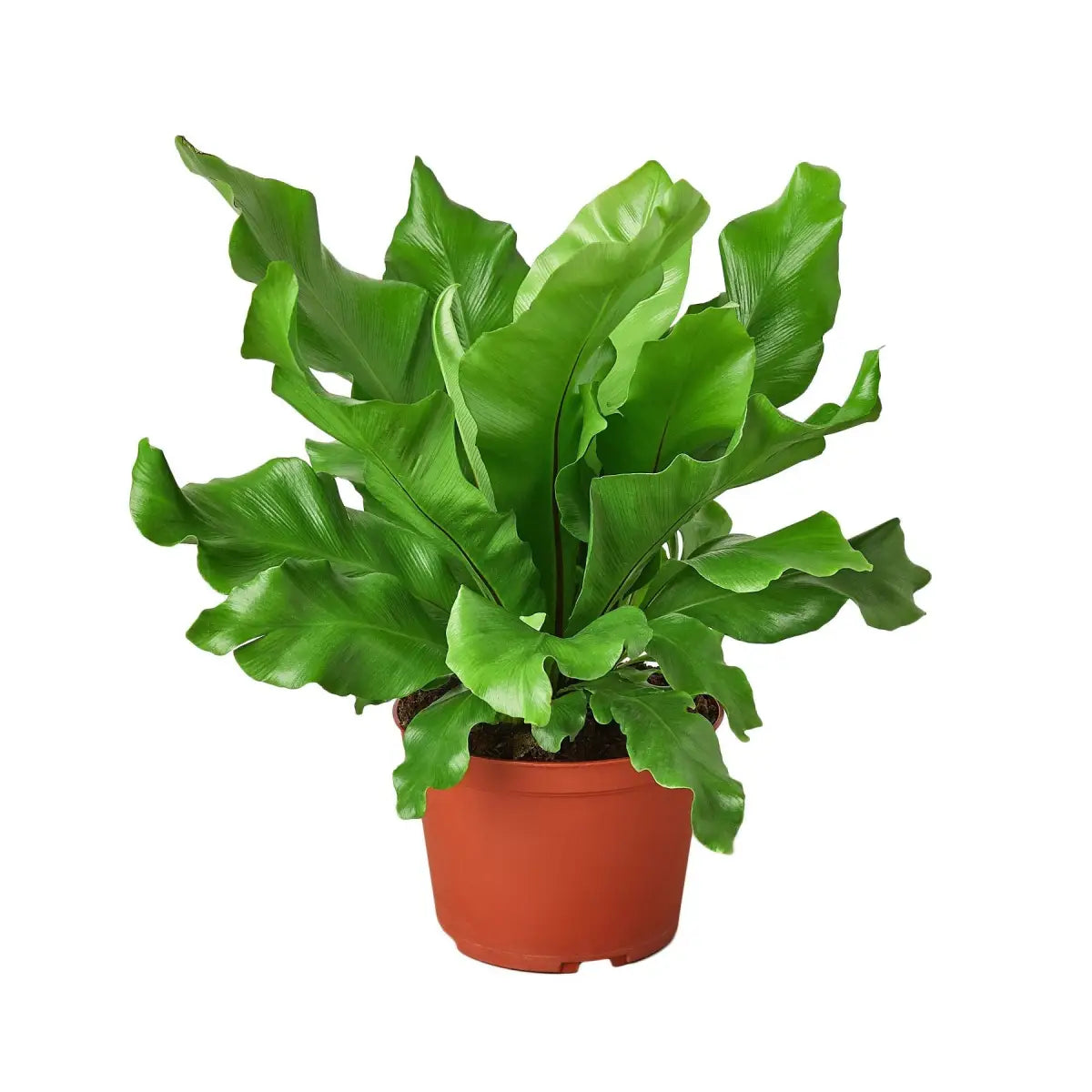 Bird’s Nest Plant - ’Nidus’ Fern - House Plant Shop