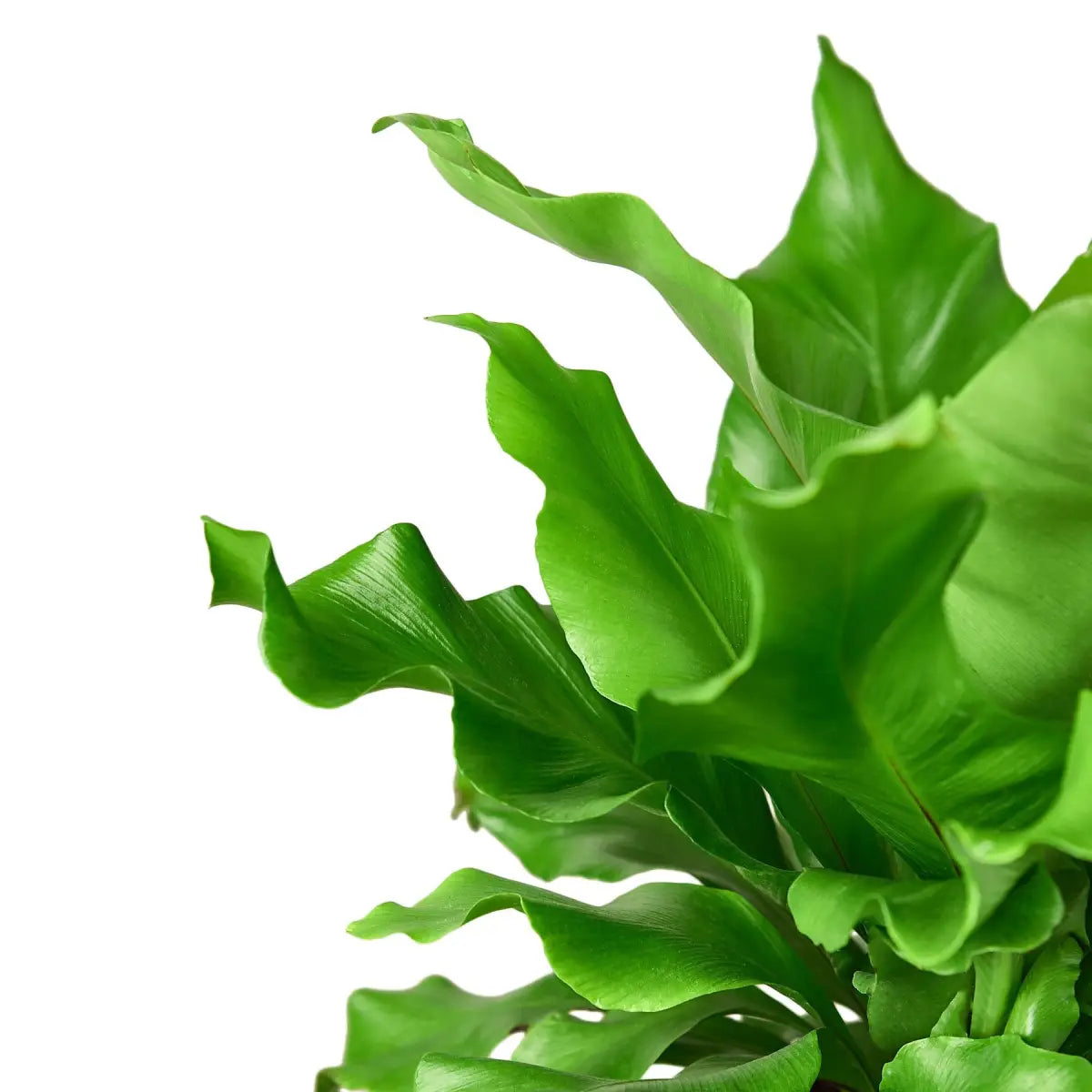 Bird’s Nest Plant - ’Nidus’ Fern - 4’’ Pot - House Plant Shop