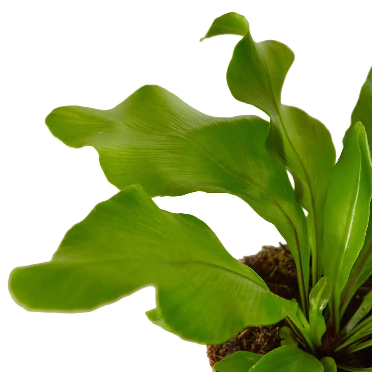 Bird’s Nest Plant - ’Nidus’ Fern - House Plant Shop