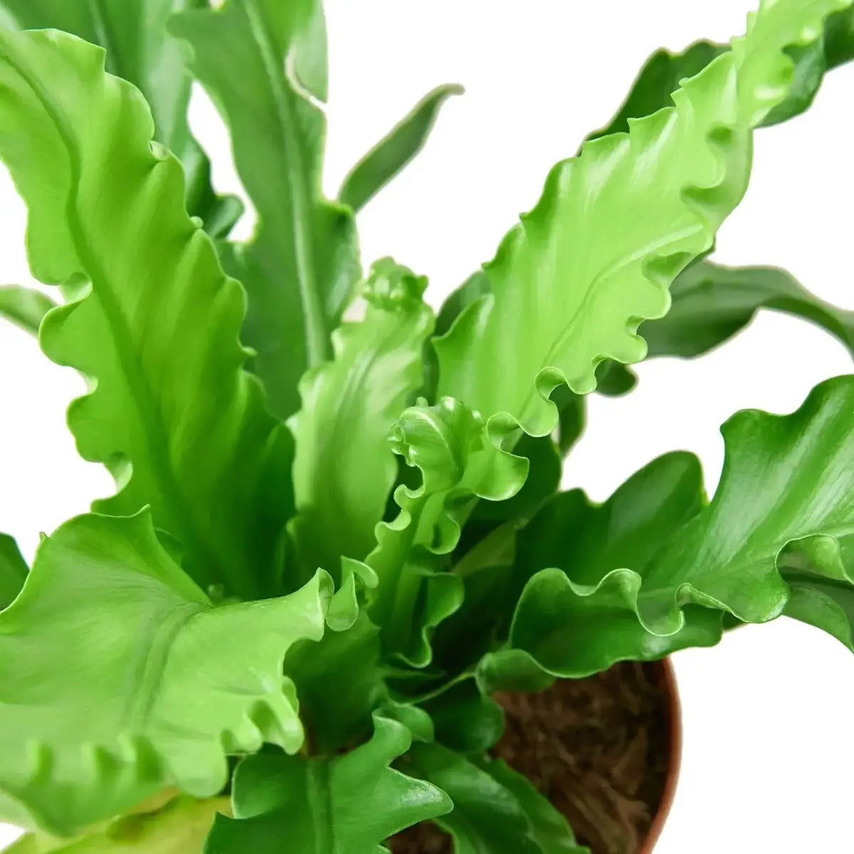 Bird’s Nest ’Victoria’ Fern - House Plant Shop
