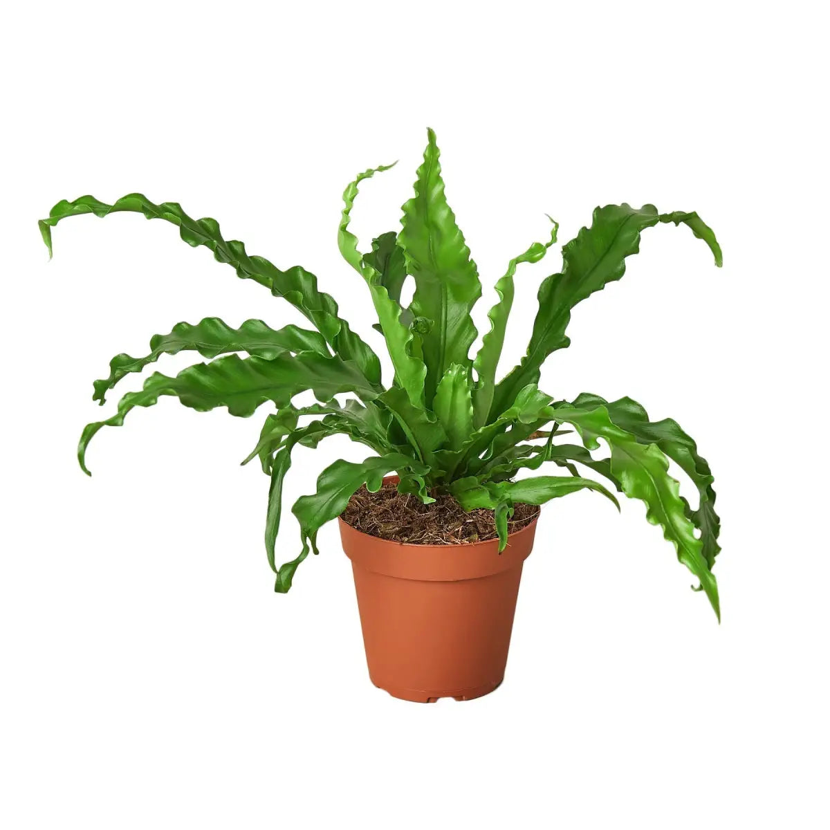 Bird’s Nest ’Victoria’ Fern - House Plant Shop