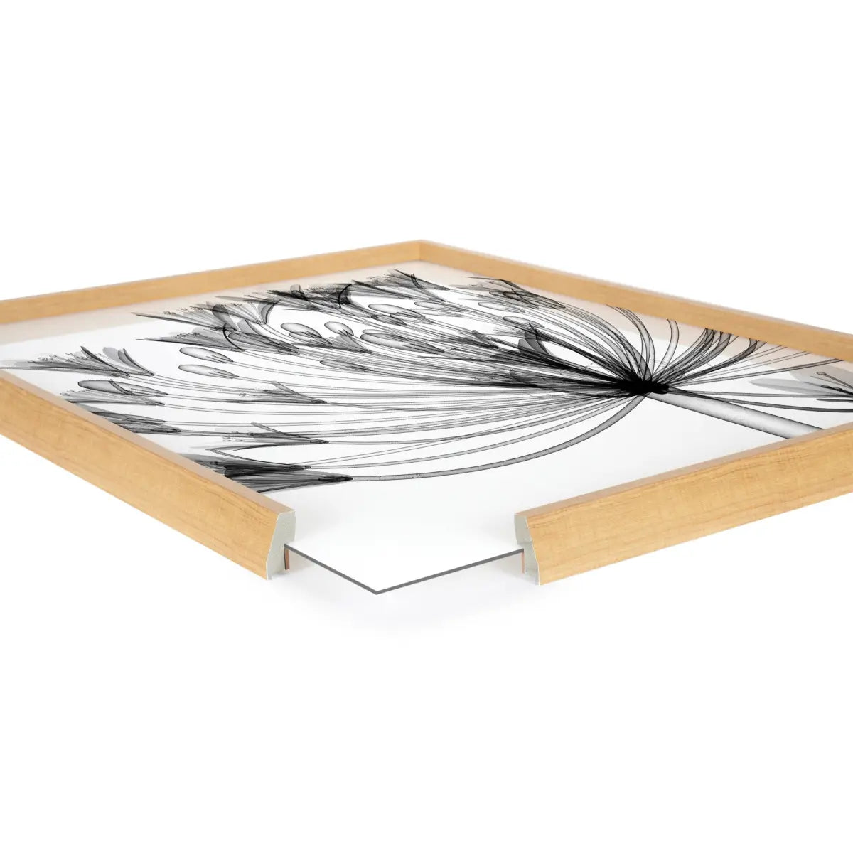 Blake Bell Agapanthus X Ray Floral BW Framed Printed Art - Natural / 18x24 - kateandlaurel