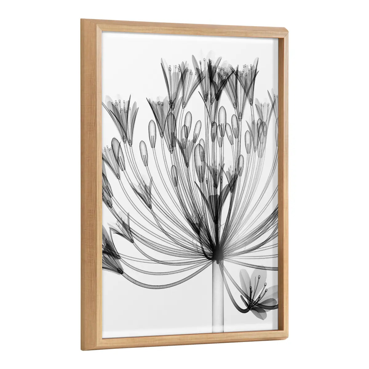 Blake Bell Agapanthus X Ray Floral BW Framed Printed Art - Natural / 18x24 - kateandlaurel