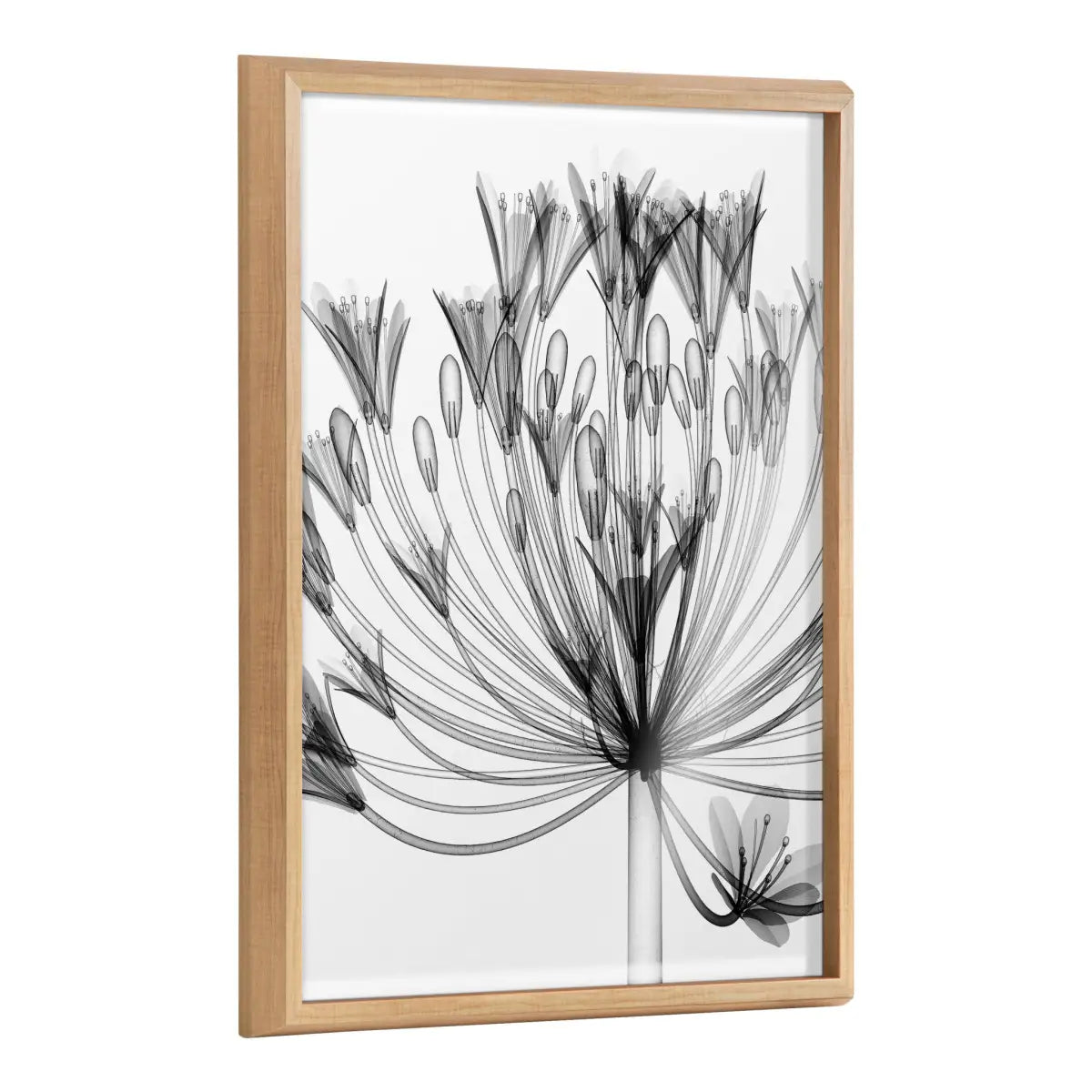 Blake Bell Agapanthus X Ray Floral BW Framed Printed Art - Natural / 18x24 - kateandlaurel