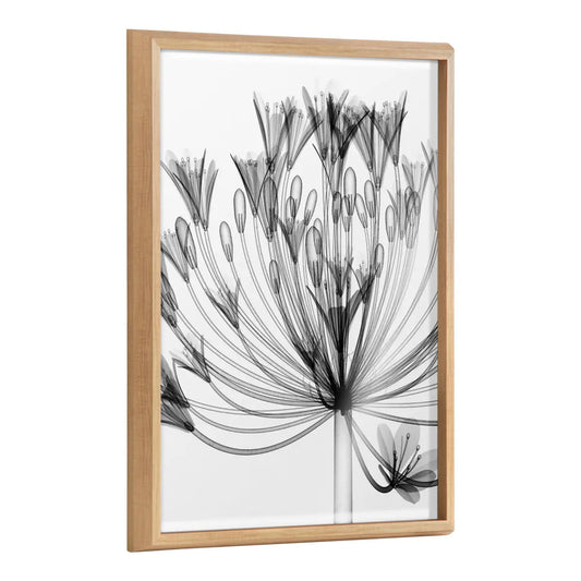 Blake Bell Agapanthus X Ray Floral BW Framed Printed Art - Natural / 18x24 - kateandlaurel