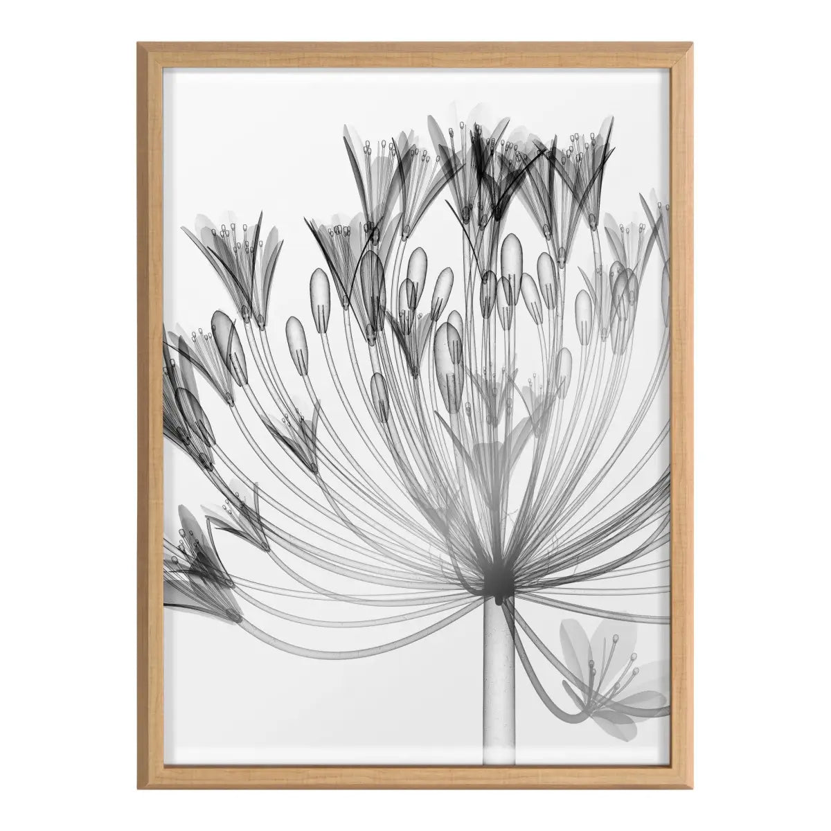 Blake Bell Agapanthus X Ray Floral BW Framed Printed Art - Natural / 18x24 - kateandlaurel