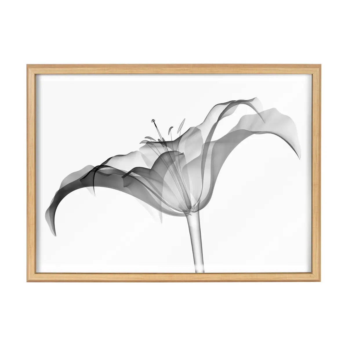 Lily X Ray Floral BW Framed Printed Art - Natural / 18x24 - kateandlaurel