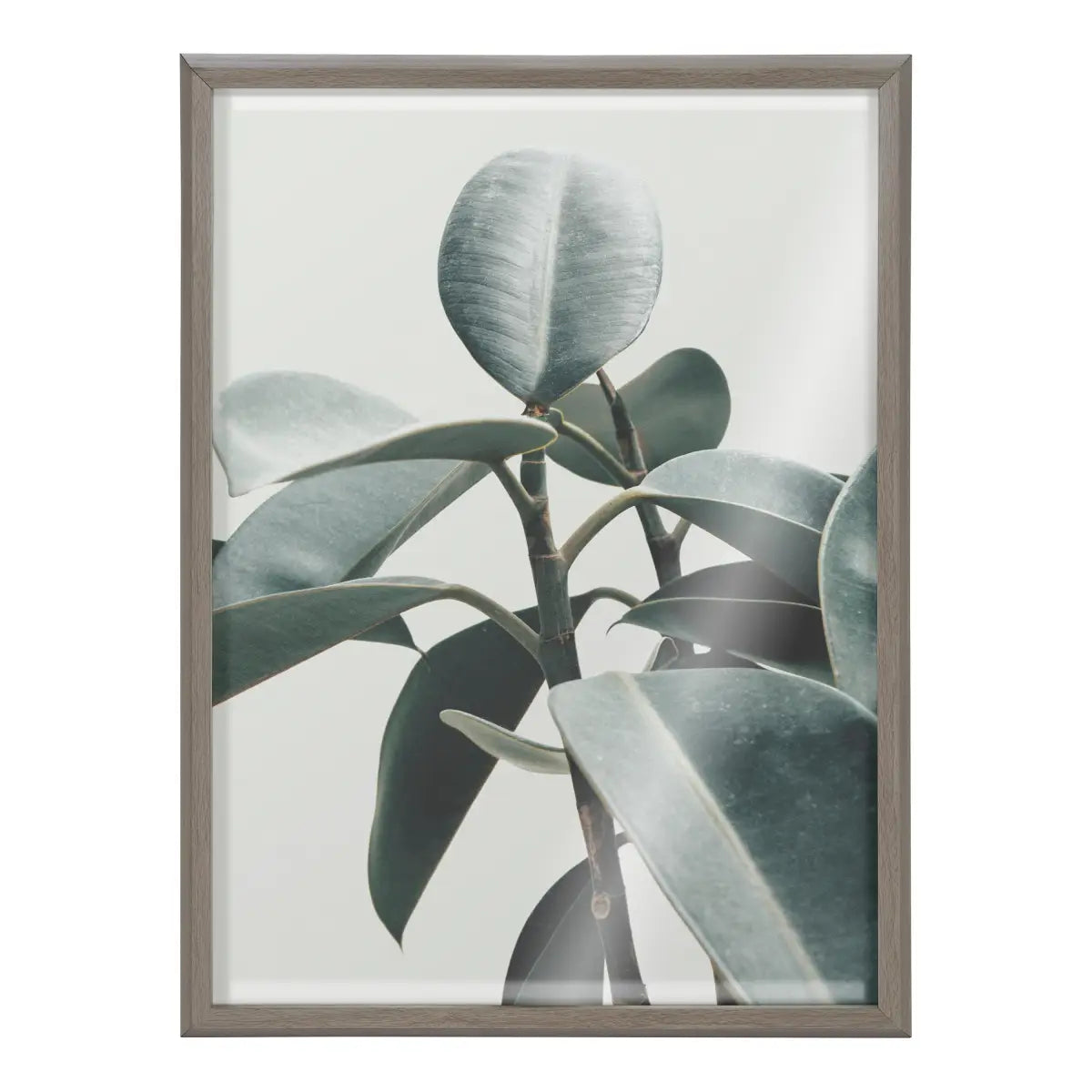 Framed Printed Glass - Houseplant - kateandlaurel