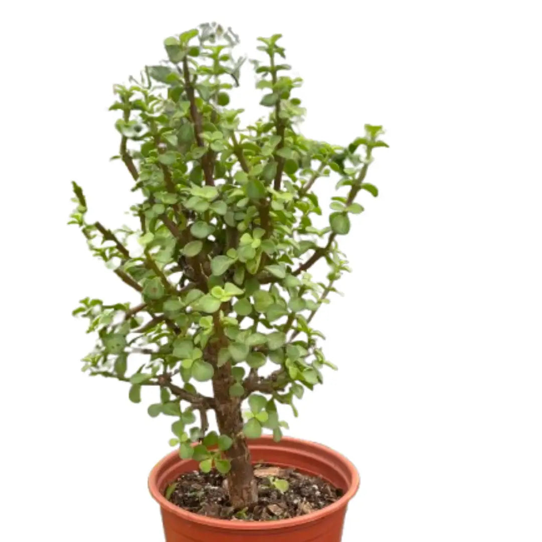 Bonsai Jade Dwarf Green - House Plant Shop