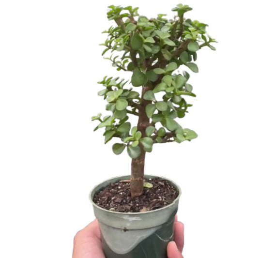 Bonsai Jade Dwarf Green - House Plant Shop