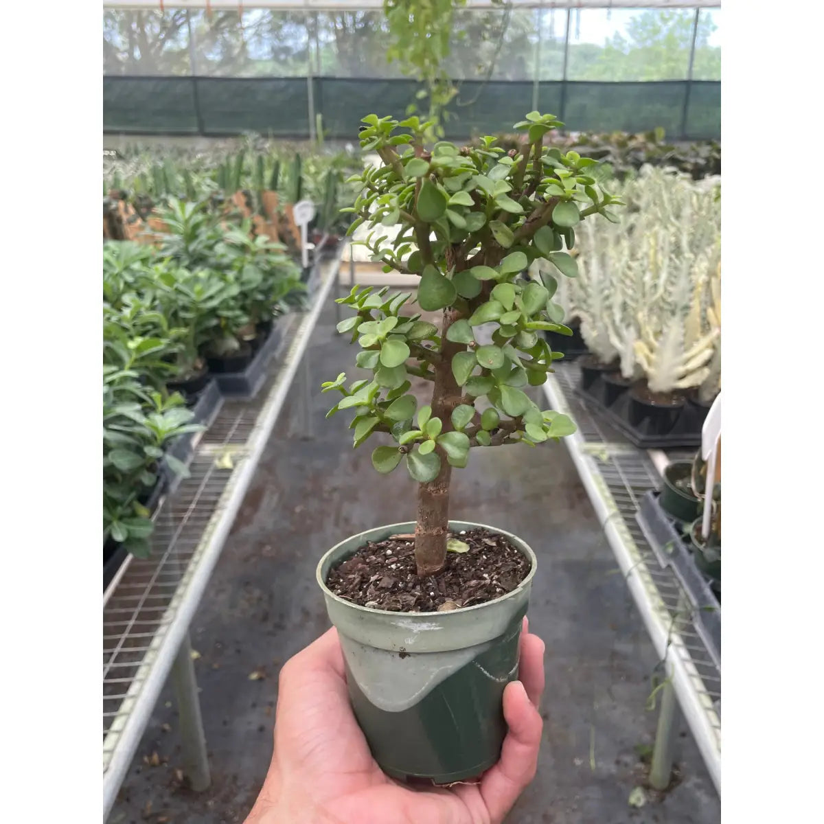 Bonsai Jade Dwarf Green - House Plant Shop