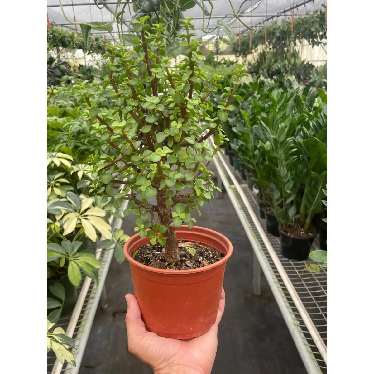 Bonsai Jade Dwarf Green - House Plant Shop