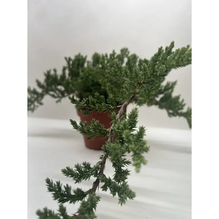 Bonsai Juniper - House Plant Shop