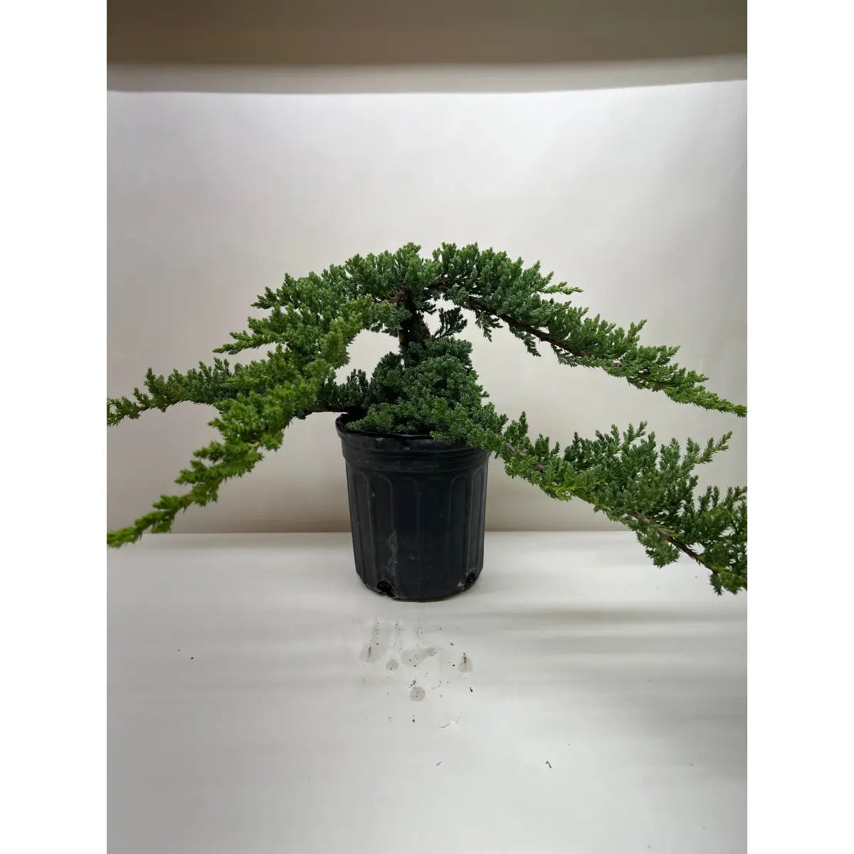 Bonsai Juniper - House Plant Shop