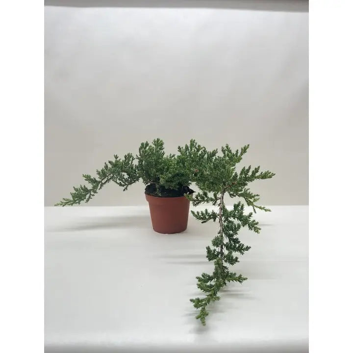 Bonsai Juniper - House Plant Shop