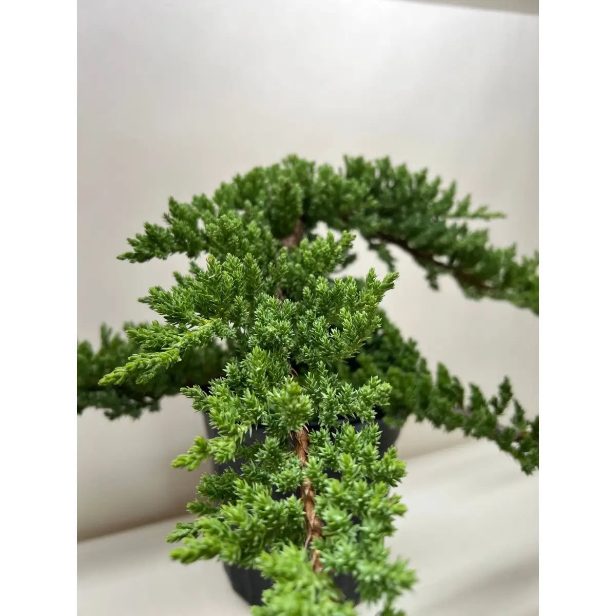 Bonsai Juniper - House Plant Shop