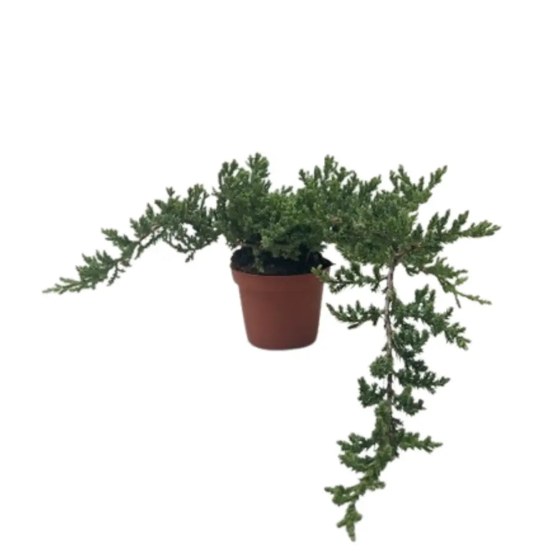 Bonsai Juniper - House Plant Shop