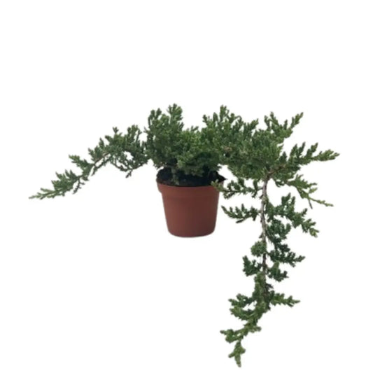 Bonsai Juniper - House Plant Shop