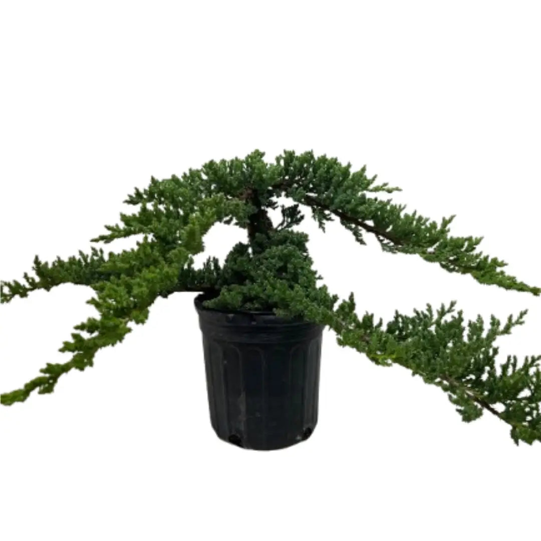 Bonsai Juniper - House Plant Shop
