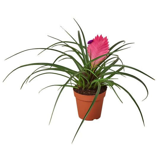 Bromeliad Cyanea ’Pink Quill’ - 4’’ Pot - House Plant Shop