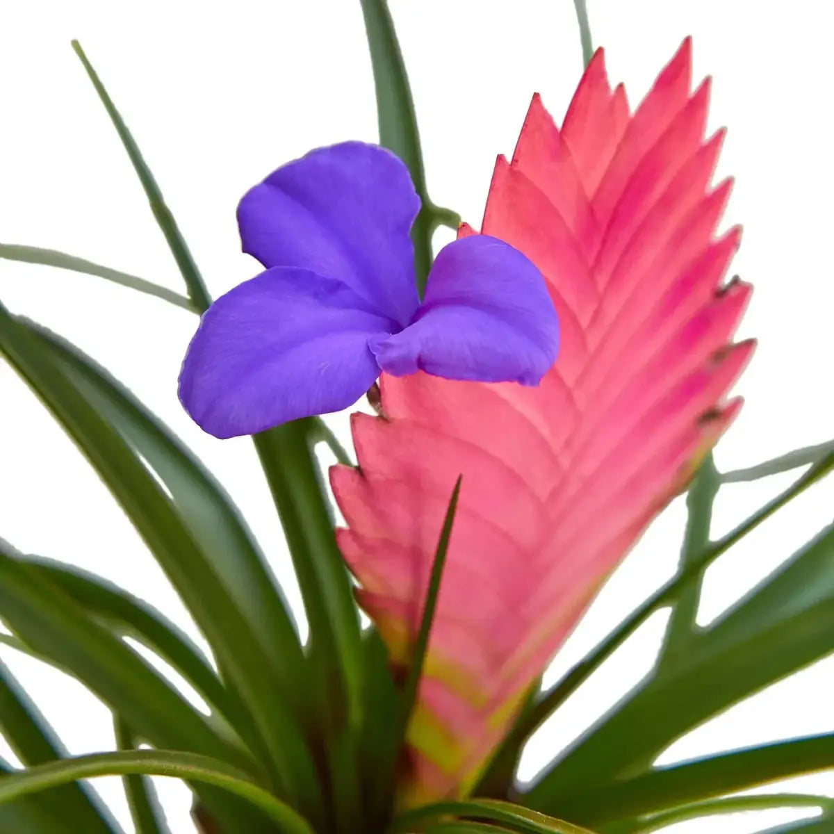 Bromeliad Cyanea ’Pink Quill’ - 4’’ Pot - House Plant Shop