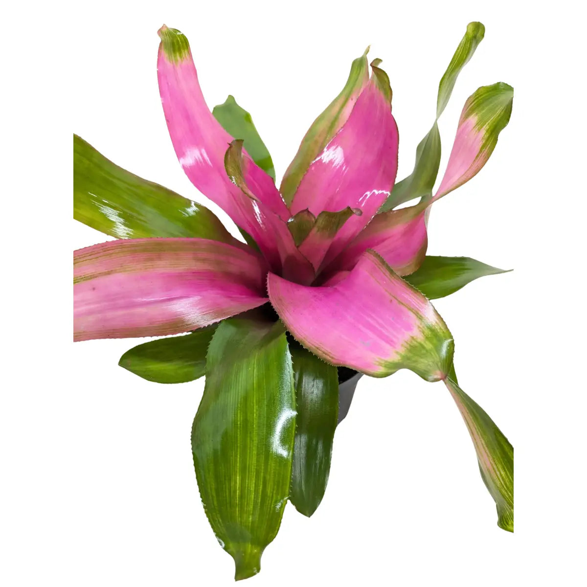 Bromeliad Donna | Pink Flowering Tropical Plant | House Plant Shop - 6’’ Pot - House Plant Shop