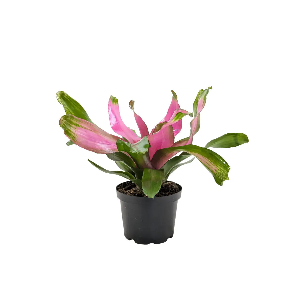 Bromeliad Donna | Pink Flowering Tropical Plant | House Plant Shop - 6’’ Pot - House Plant Shop