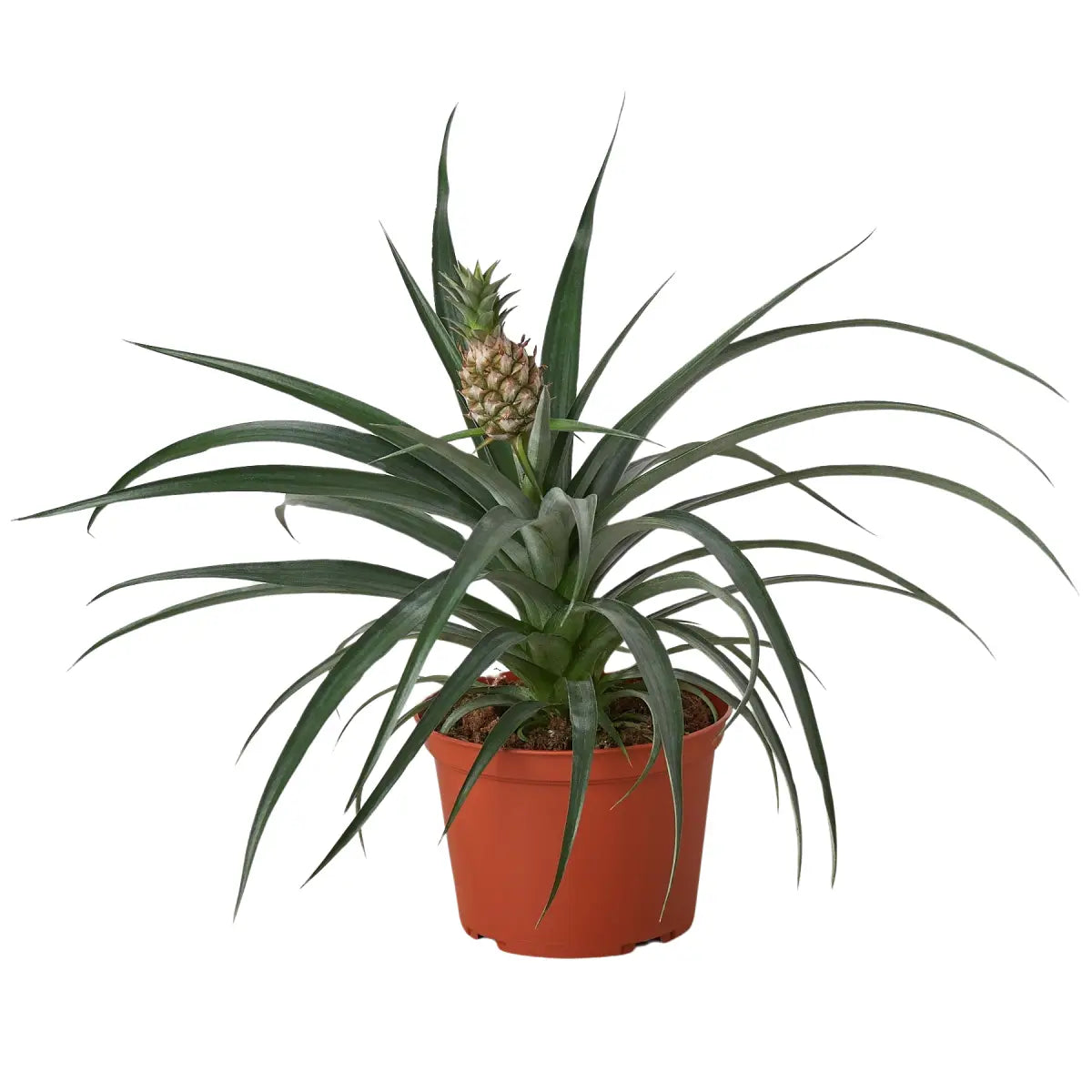Bromeliad ’Yellow Pineapple’ - 6’’ Pot - House Plant Shop