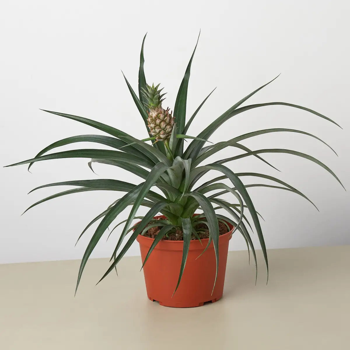 Bromeliad ’Yellow Pineapple’ - 6’’ Pot - House Plant Shop