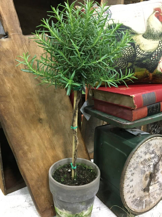 Rosemary Topiary 5” - Single Ball - Live Plant