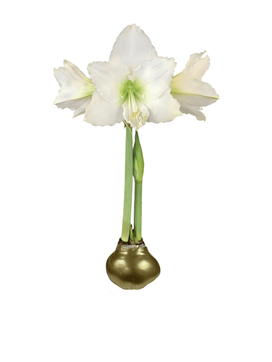 White Amaryllis Bulb with Gold Wax Base