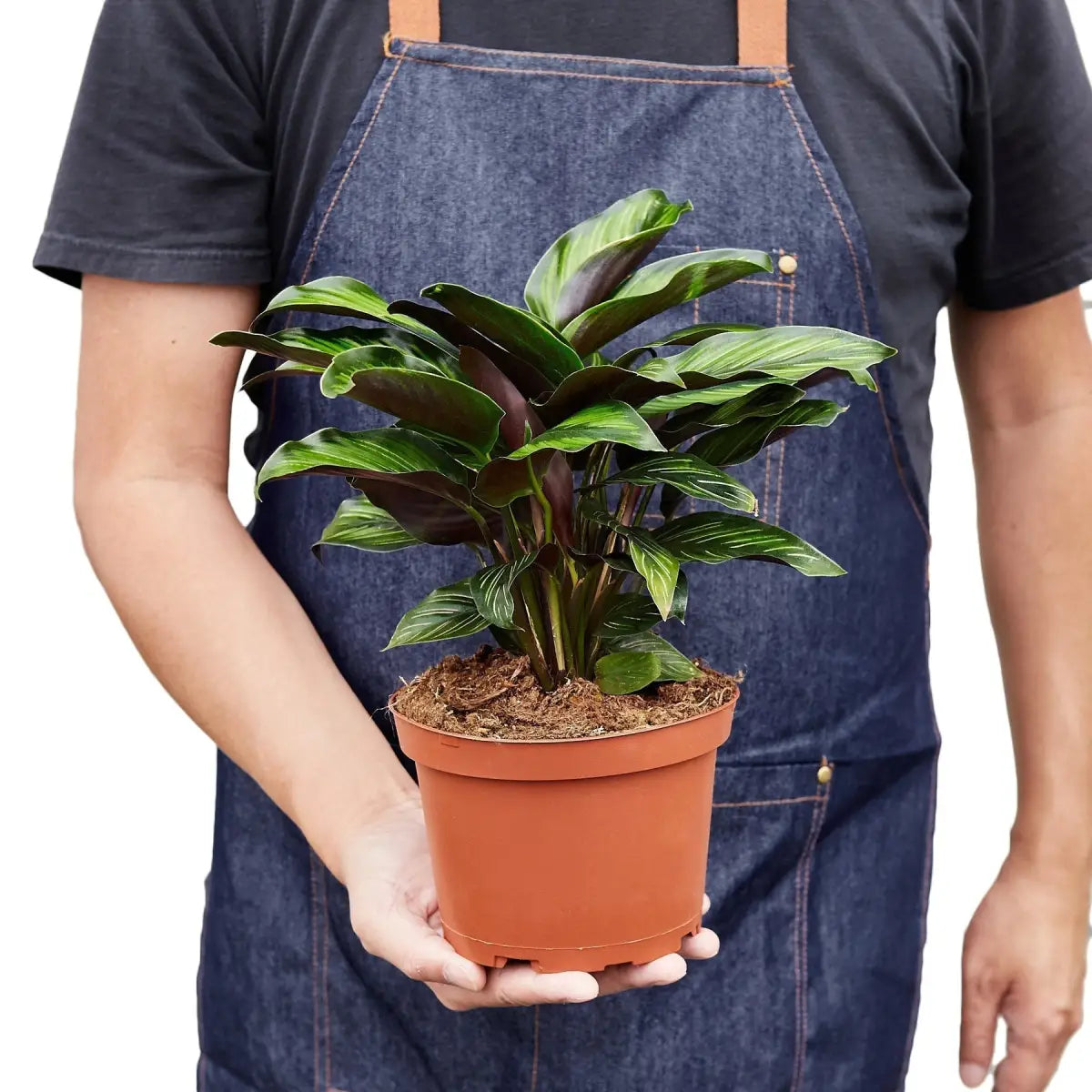 Calathea Plant - ’Beauty Star’ - House Plant Shop