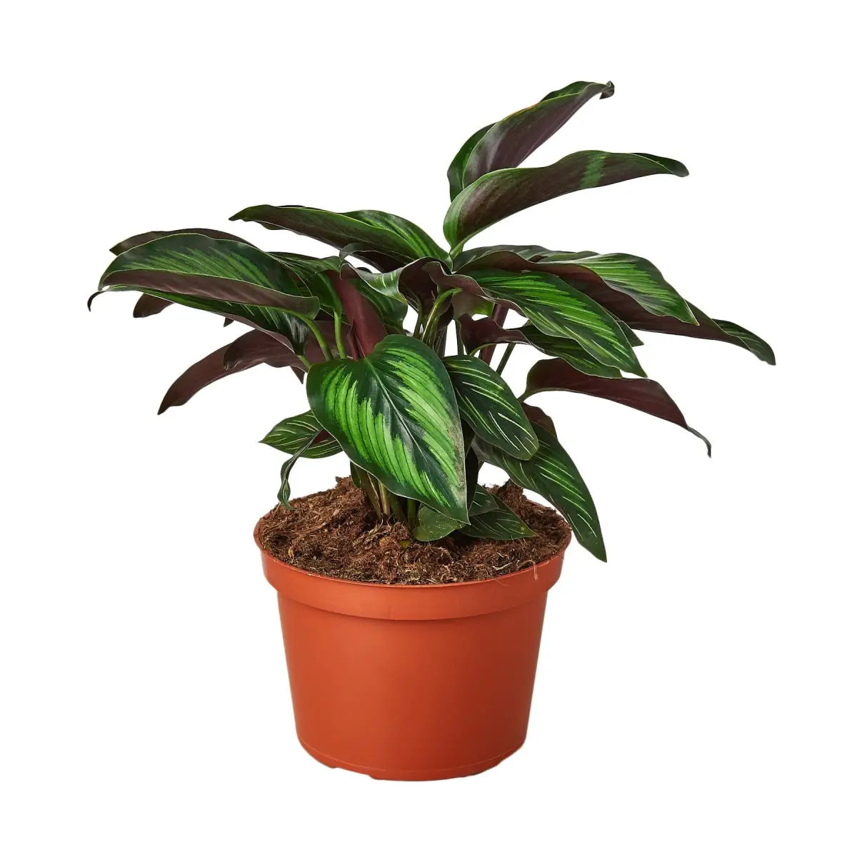 Calathea Plant - ’Beauty Star’ - House Plant Shop