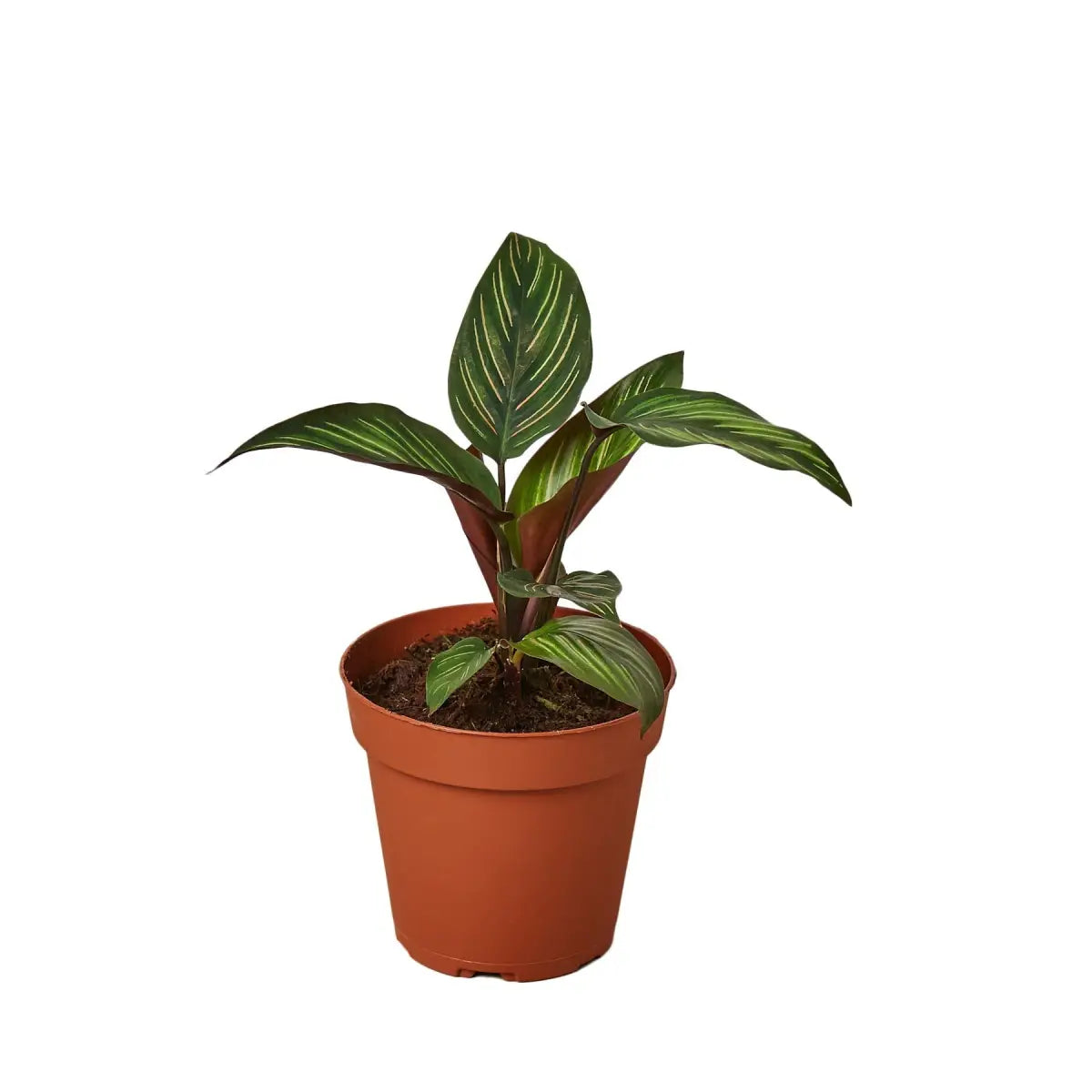 Calathea Plant - ’Beauty Star’ - House Plant Shop
