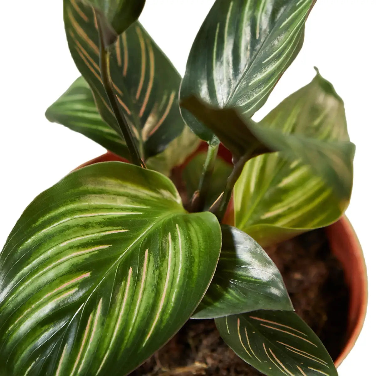Calathea Plant - ’Beauty Star’ - 4’’ Pot - House Plant Shop