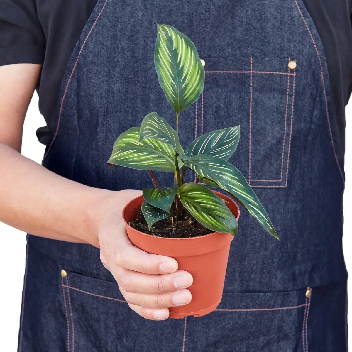 Calathea Plant - ’Beauty Star’ - House Plant Shop