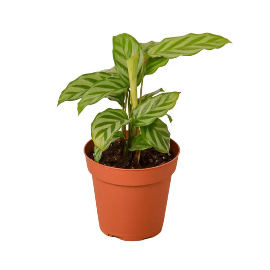 Prayer Plant - Calathea Concinna ’Freddie’ - House Plant Shop