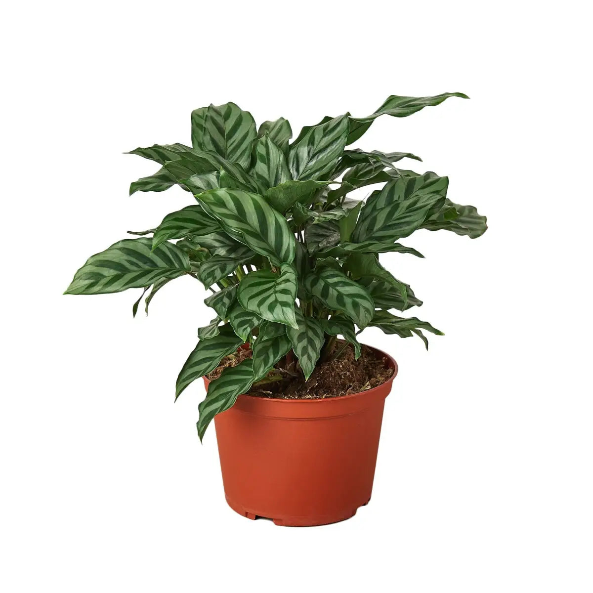 Prayer Plant - Calathea Concinna ’Freddie’ - House Plant Shop