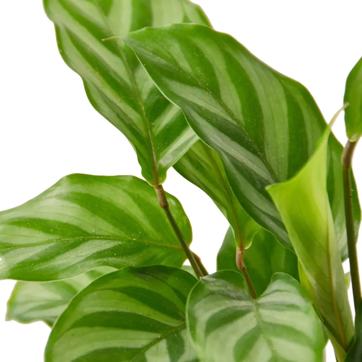 Prayer Plant - Calathea Concinna ’Freddie’ - 4’’ Pot - House Plant Shop