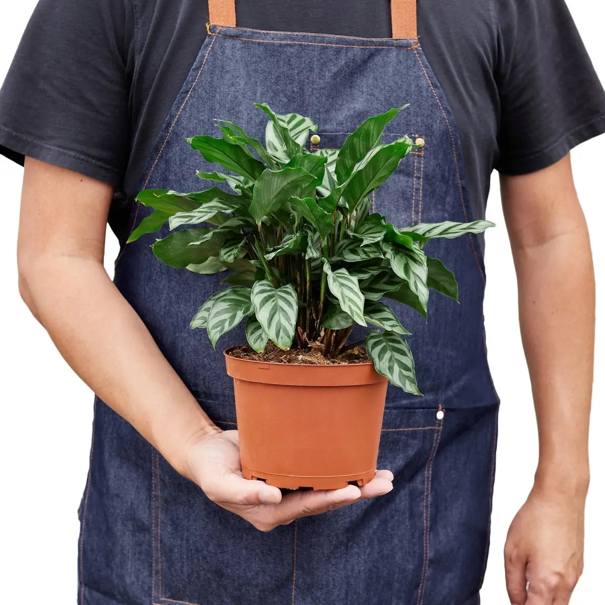 Prayer Plant - Calathea Concinna ’Freddie’ - House Plant Shop