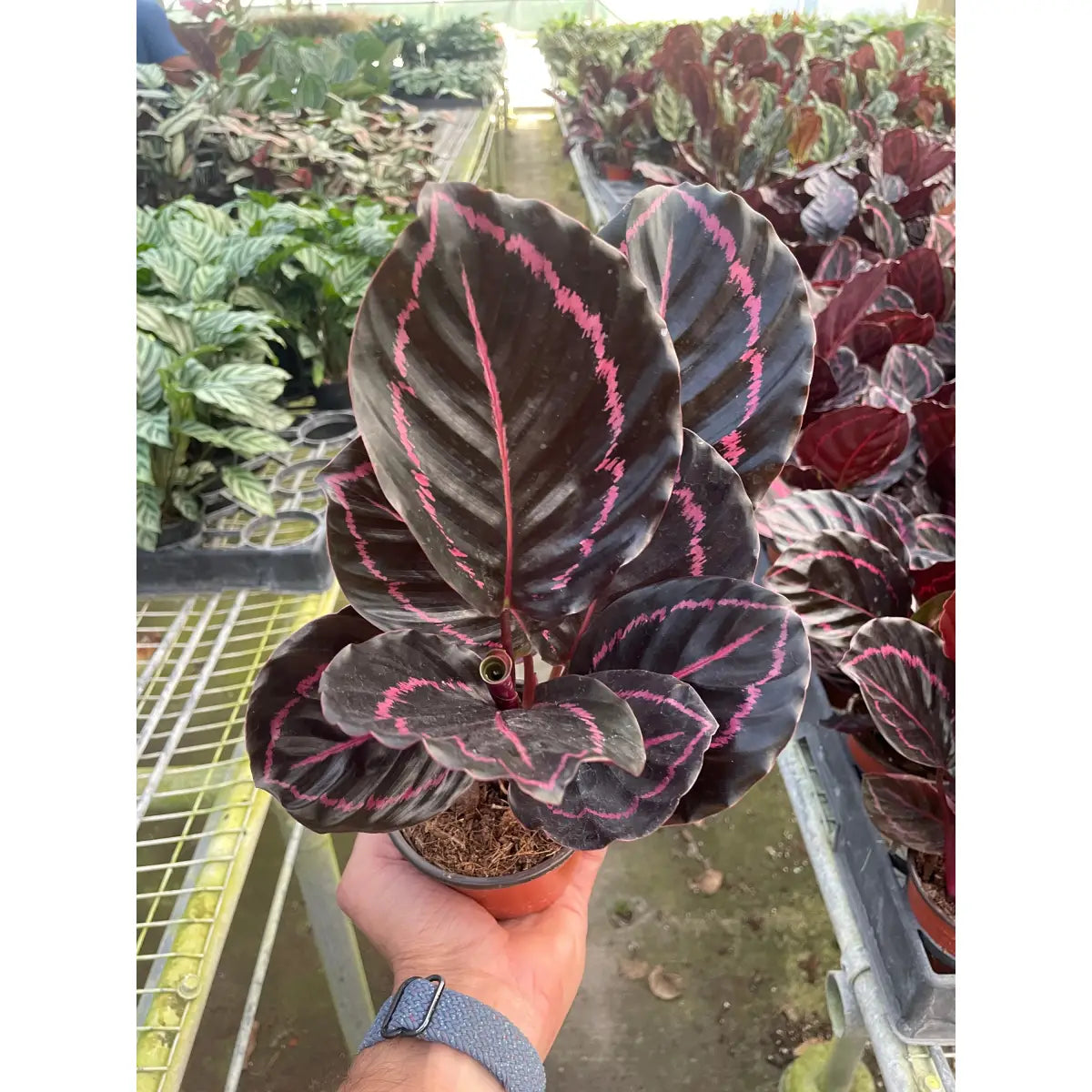 Calathea ’Dottie’ - House Plant Shop