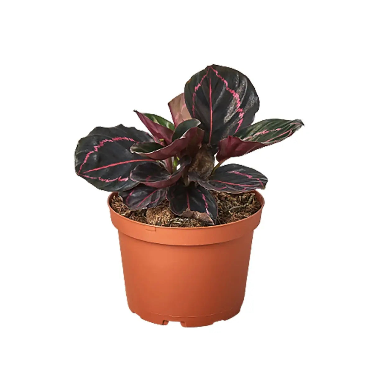 Calathea ’Dottie’ - House Plant Shop