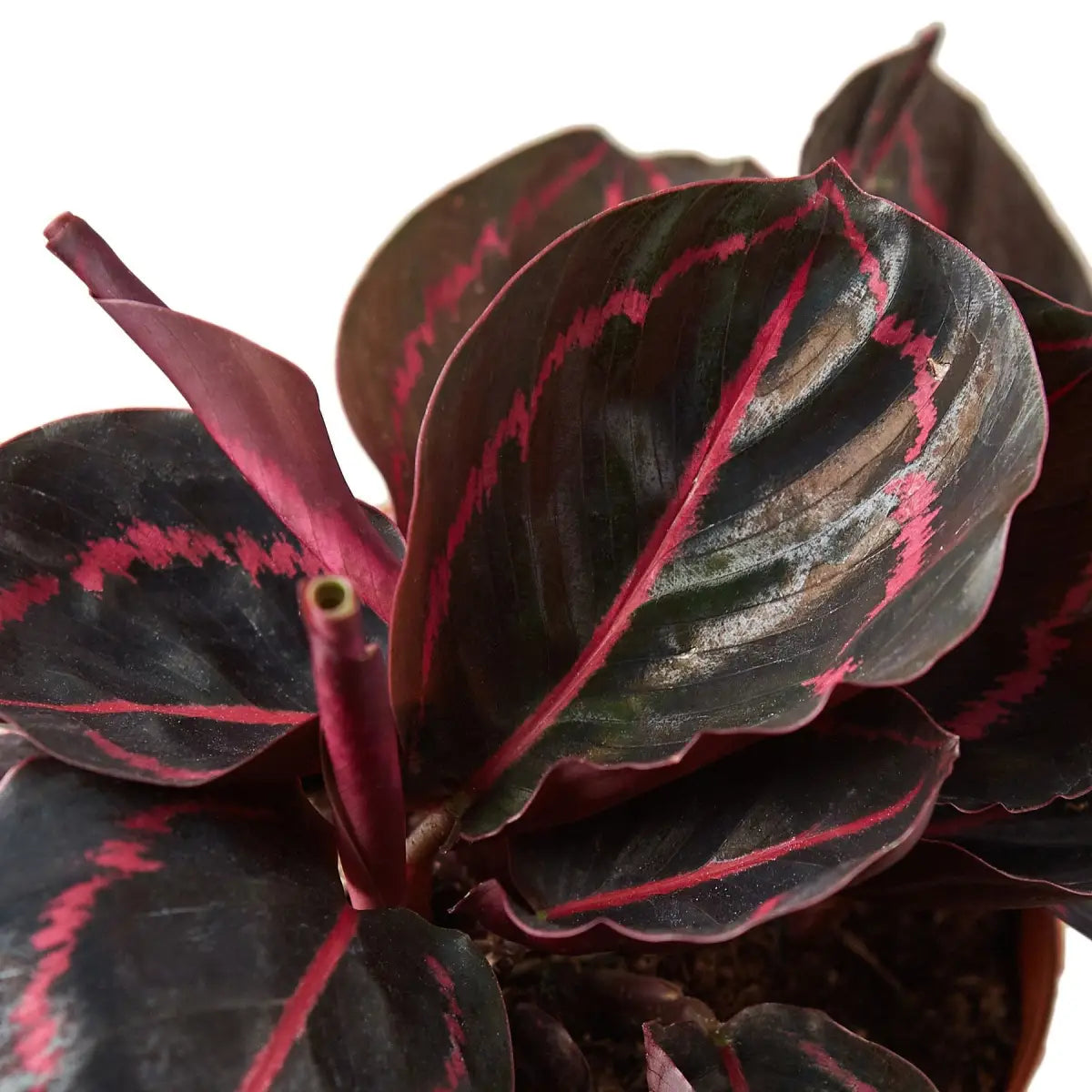 Calathea ’Dottie’ - House Plant Shop