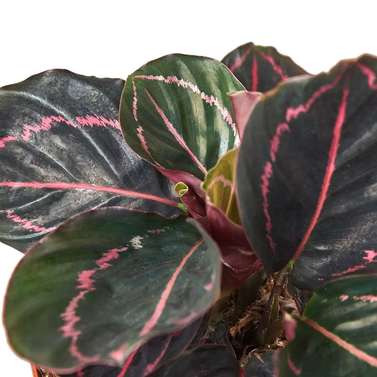 Calathea ’Dottie’ - House Plant Shop