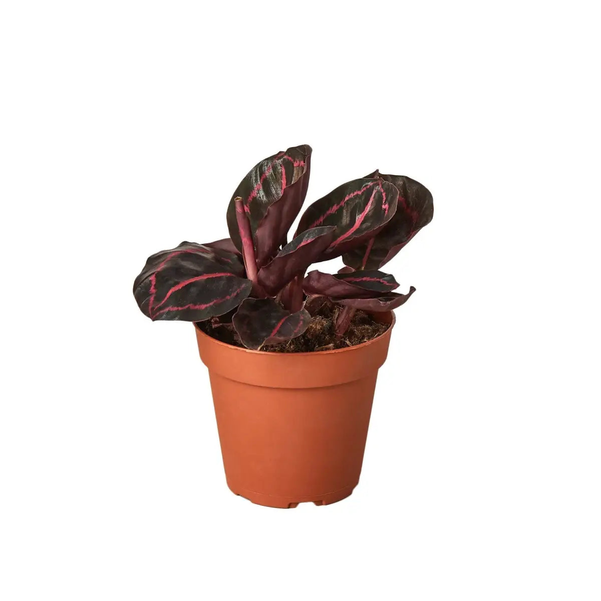 Calathea ’Dottie’ - House Plant Shop