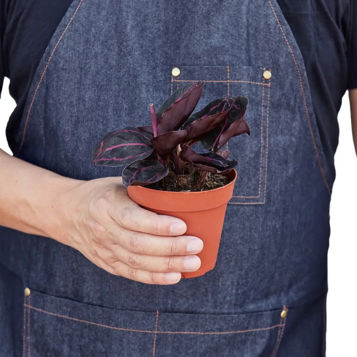 Calathea ’Dottie’ - House Plant Shop