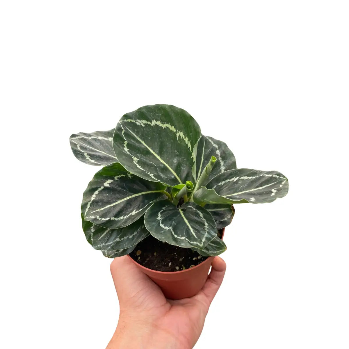 Calathea ’Green Goddess’ - House Plant Shop