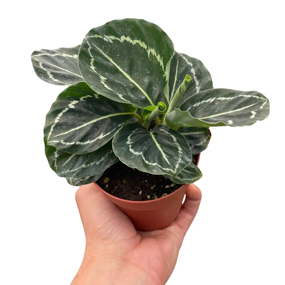 Calathea ’Green Goddess’ - House Plant Shop